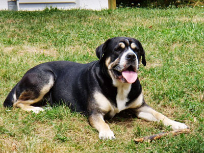 Hond Bink in Frankenau