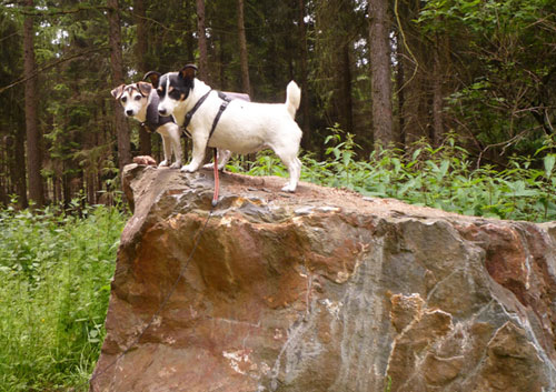 hondjes op de rots