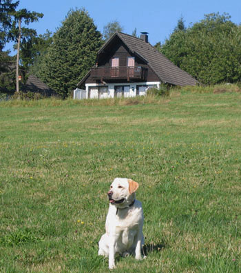 Onze labrador in het veld