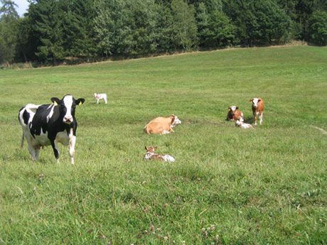 koeien in het veld
